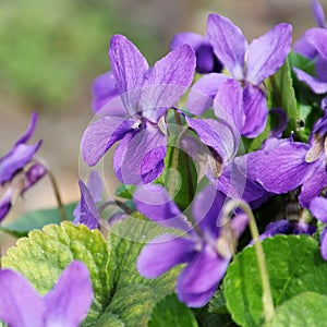Viola odorata