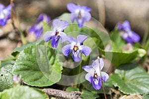 Viola odorata, spring common violet in bloom