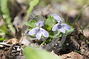 Viola odorata, spring common violet in bloom