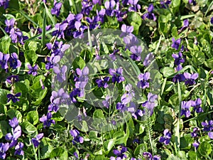 Viola odorata in the sun