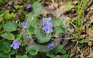 Viola odorata or sweet violet closeup in the forest. Beautiful purple flower on a green natural background