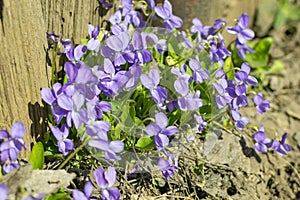 Viola odorata - Sweet Violet, English Violet, Common Violet, or Garden Violet