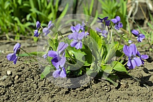 Viola odorata - Sweet Violet, English Violet, Common Violet, or Garden Violet