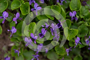 Viola odorata - Sweet Violet, English Violet, Common Violet, or Garden Violet