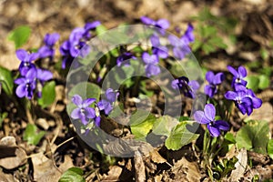 Viola odorata Sweet Violet, English Violet, Common Violet - violet flowers bloom in the forest in spring wild meadow, background