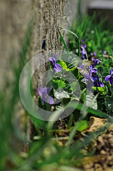 Viola odorata. Sweet violet. English violet. Vegetation in the garden. Primroses. Gardening.