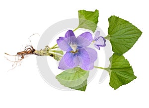 Viola odorata tree isolated on white background