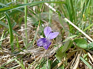 Viola odorata.  Wood violet, sweet violet, English violet, common violet