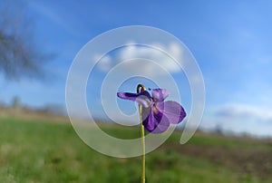 Viola odorata.  Wood violet, sweet violet, English violet, common violet
