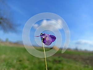 Viola odorata.  Wood violet, sweet violet, English violet, common violet