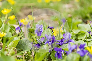 Viola odorata (wood violet, sweet violet, English violet, common violet, florist's violet)