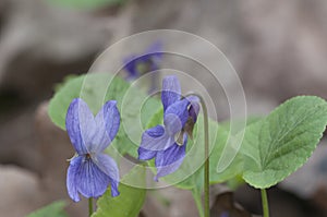 Viola palustris (marsh violet) flowers, close up shot