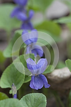 Viola palustris (marsh violet) flowers, close up shot