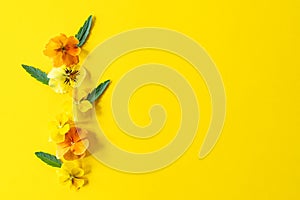 Viola pansy flower creative composition with copy space. Yellow spring flowers  on yellow background