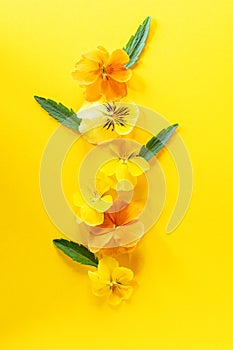 Viola pansy flower creative composition. Yellow spring flowers on yel ow background. Floral arrangement, design element. photo