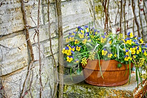 Viola Pansy Flowers Potted in Terra Cotta