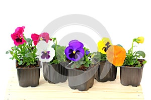 Viola pansy in pot