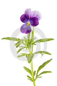 Viola/pansy tricolor isolated on white background