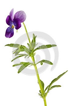 Viola/pansy tricolor isolated on white background