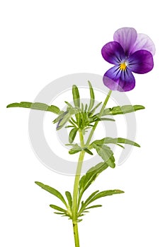 Viola/pansy tricolor isolated on white background photo
