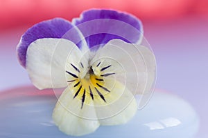 Viola, Pansy violet