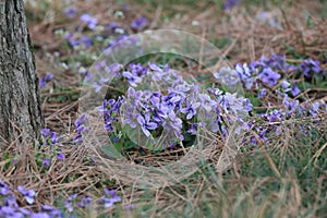 Viola philippica