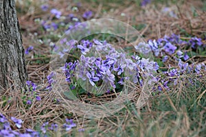 Viola philippica photo