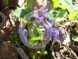 Planta flores  común púrpura, Un huérfano flores 