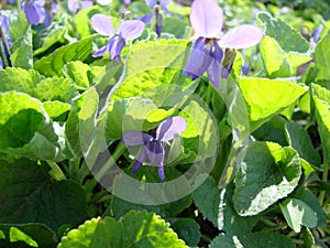 Planta flores  común púrpura, Un huérfano flores 