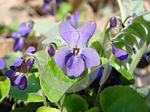 Planta flores  común púrpura, Un huérfano flores 