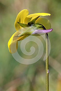 Viola rhodopeia, Violaceae