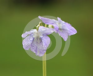 Viola riviniana (common dog violet)