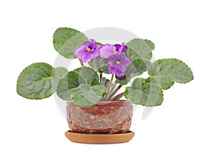 Viola Silent Prayer in pot on white