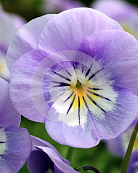 Macro of Viola 'Sorbet Lavender Ice'