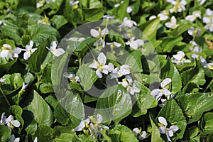 Viola sororia. Confederate violet with white flowers and blue dots.