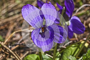 Viola sororia flower