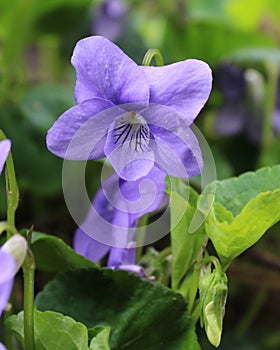 Viola sororia flower