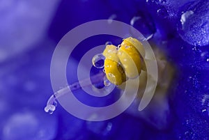 Viola sororia flower detail