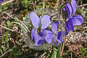 Viola sororia flower