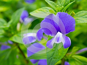 Viola sororia, known commonly as the common blue violet, is a short-stemmed herbaceous perennial plant.