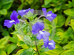 Viola sororia, known commonly as the common blue violet, is a short-stemmed herbaceous perennial plant. photo