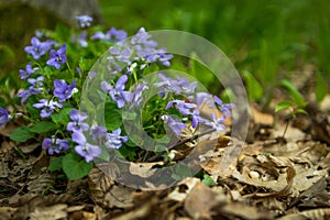 Viola sororia - landscape