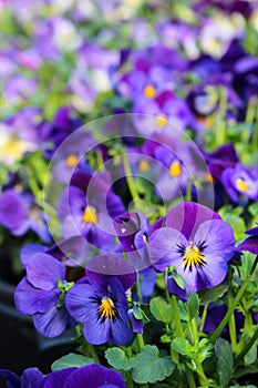 Viola sp. - favourite garden flower at a floristÃÂ´s photo