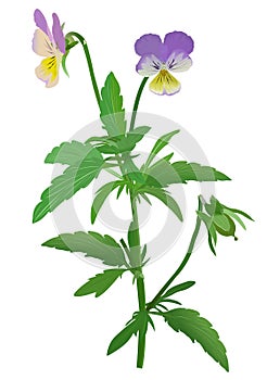 Viola tricolor photo
