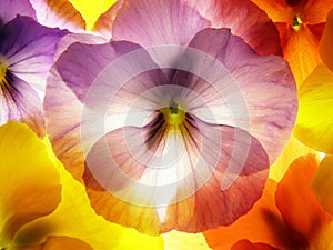 Viola tricolor photo