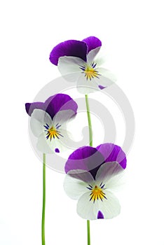 Viola tricolor