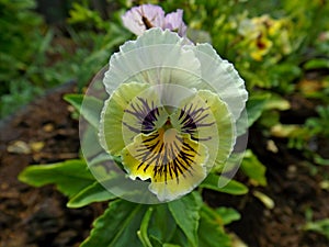 Viola tricolor