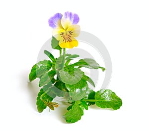 Viola tricolor, also known as Johnny Jump up, heartsease, heart`