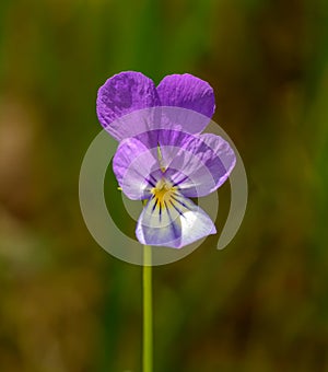 Viola tricolor, also known as Johnny Jump up, heartsease, heart`s ease, heart`s delight, tickle-my-fancy, Jack-jump-up-and-kiss-