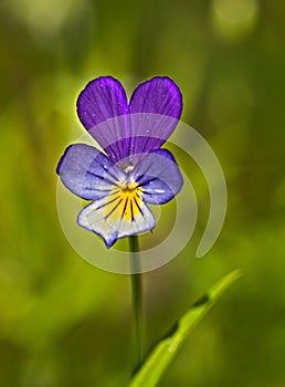 Viola tricolor, also known as Johnny Jump up, heartsease, heart`s ease, heart`s delight, tickle-my-fancy, Jack-jump-up-and-kiss-